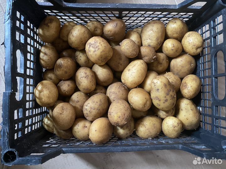 Картофель на посадку и еду