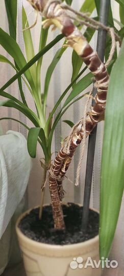 Пальма юкка