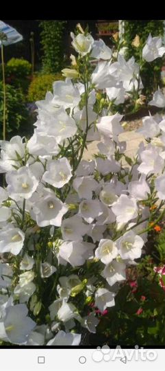 Колокольчики многолетнее