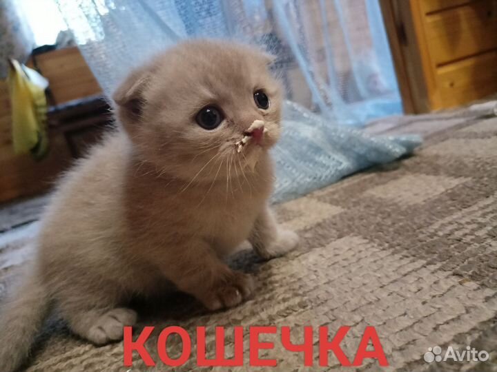 Котята