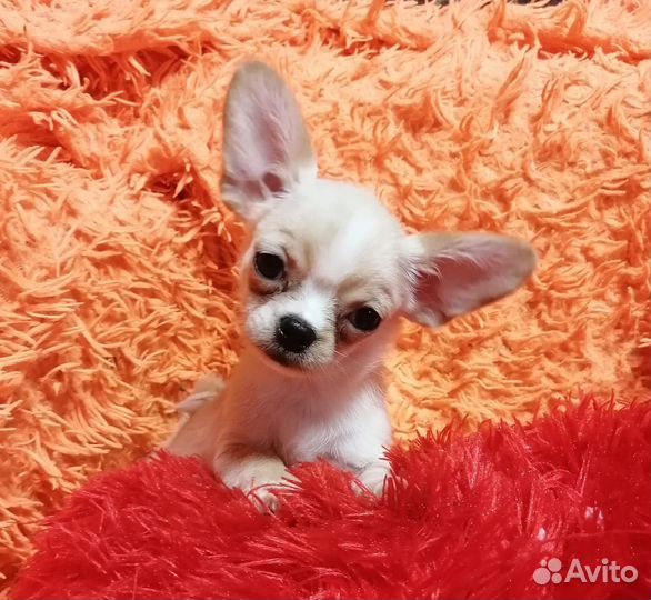 Чихуахуа девочка гш