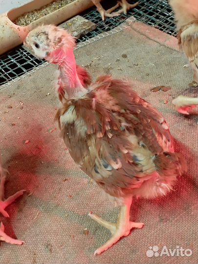 Петушки на откорм