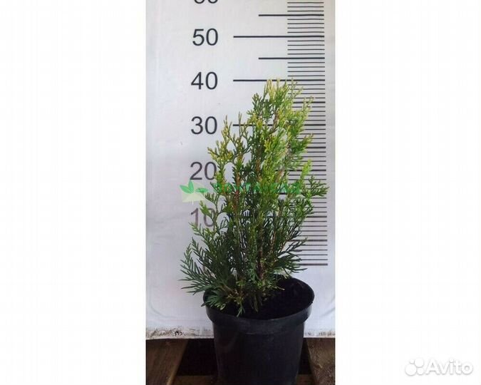 Туя западная Корник