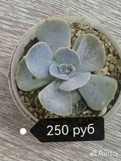 Кактусы и суккуленты