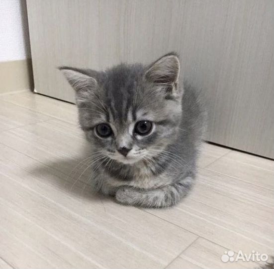 Нарисую вашего питомца за любую сумму