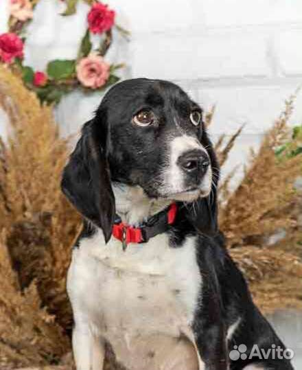 Собака бигль в дар