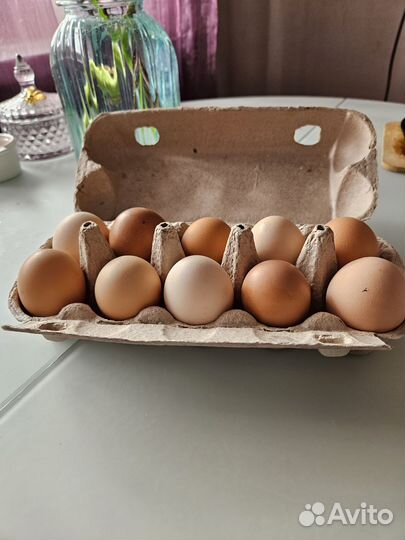 Продам яйцо куриное домашнее 10 шт 200 рублей