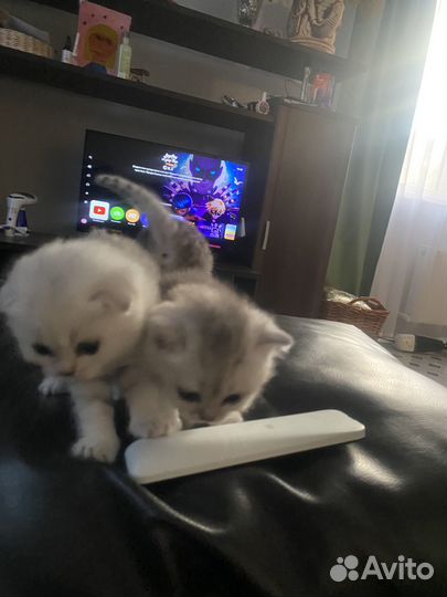 Шотландцы шиншилла серебристая