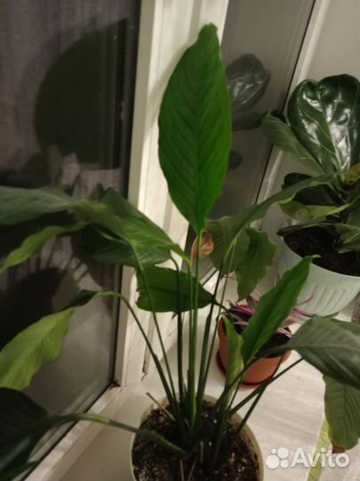 Комнатные цветы