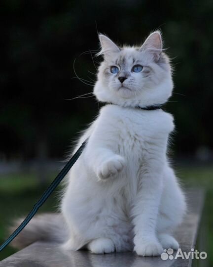 Невский маскарадный котенок девочка