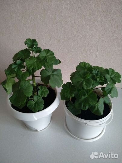 Герань королевская