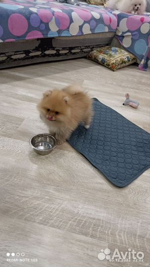 Померанский шпиц вязка