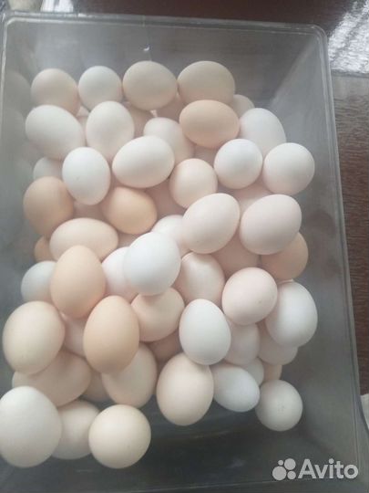 Яйцо домашнее куриное