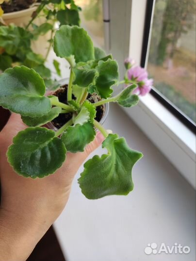 Фиалка лф-Яблочный зефир