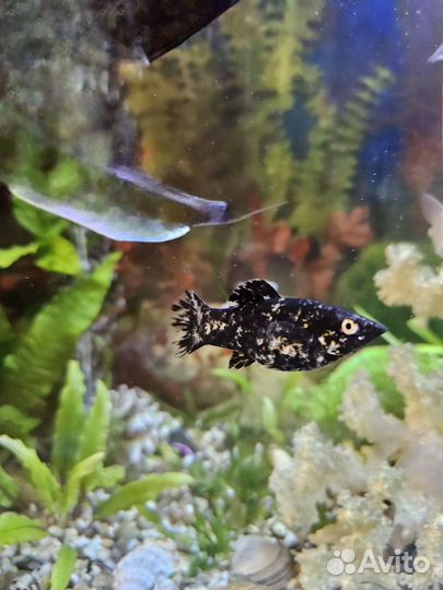 Рыба моллинезии