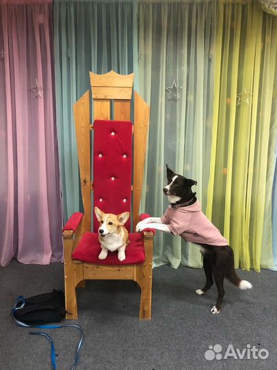 Дрессированные собаки на праздники, день рождения