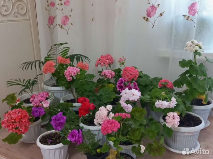 Пеларгония герань сортовая