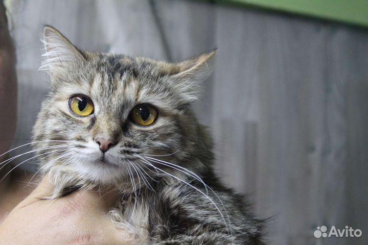 Кошечка Леся