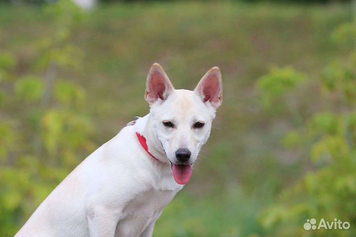 Щенок в семью