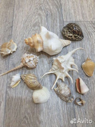 Ракушки морские