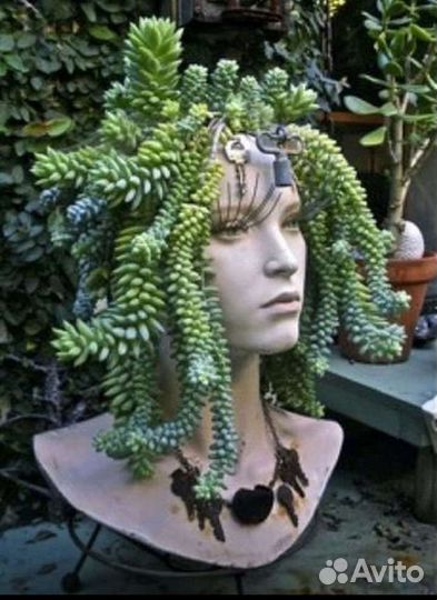 Суккуленты