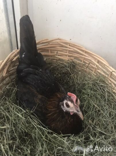 Кеклик. Бедана.бентамки курочки фазаны