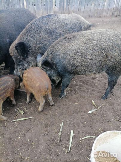 Поросята кабанчики, подсвинки