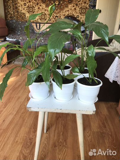 Спацифилумы