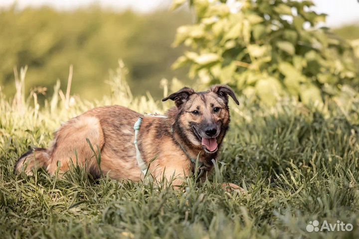Миниатюрная Мия собака из приюта в добрые руки