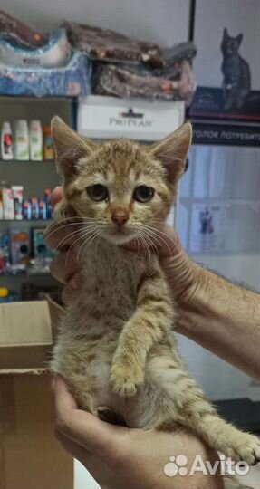 Три котенка