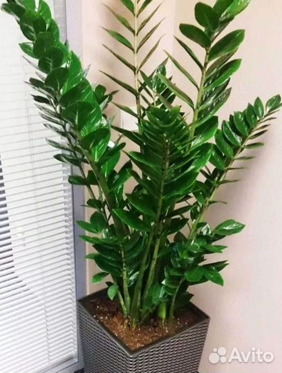 Замиокулькас зензи равен