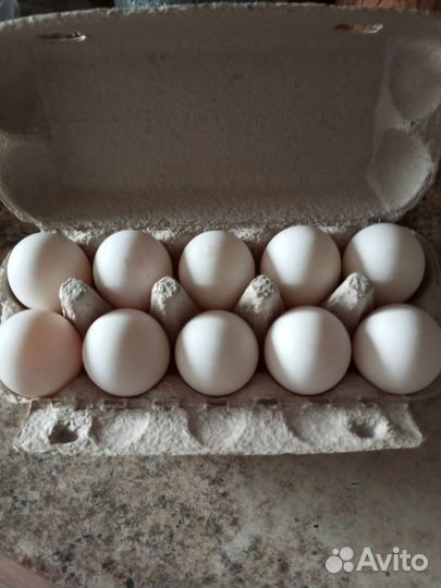 Яйца домашние утиные и куриные
