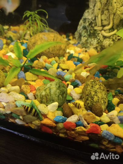 Улитки хилена