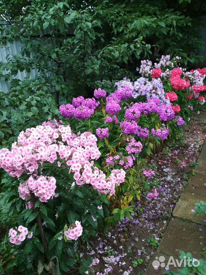 Флоксы многолетние (саженцы)