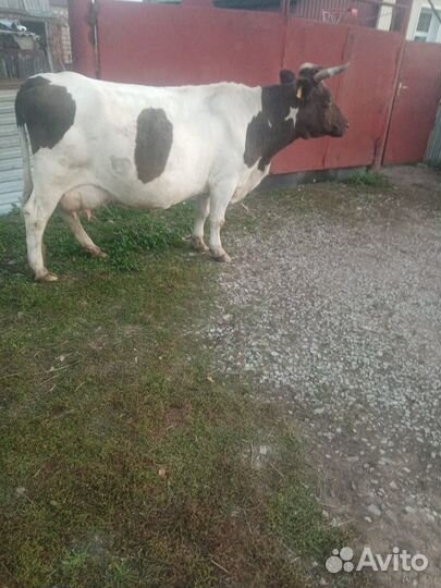 Продам коров