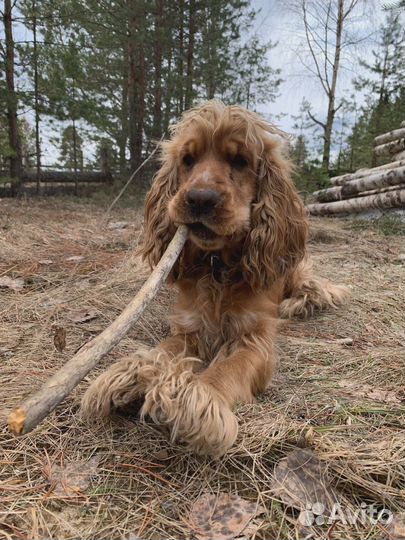 Кокер спаниель