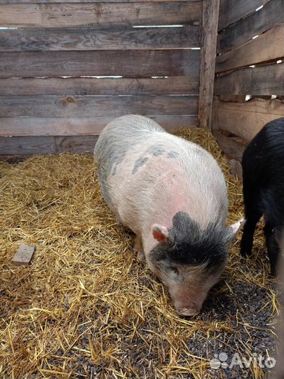 Вьетнамские вислобрюхие свинки