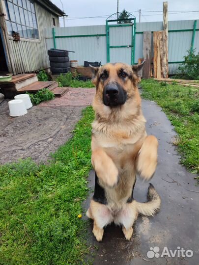 Немецкая овчарка