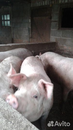 Продаю свиней ландрас