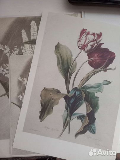 Принтер canon mx 924