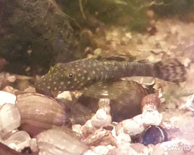 Анциструсы взрослые самцы и малыши