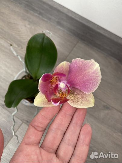 Цветет. Полубабочка. Орхидея