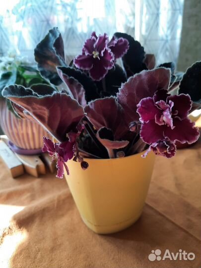 Фиалка сортовая