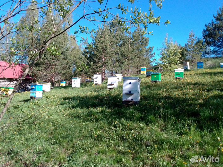 Пчелопакеты Карника