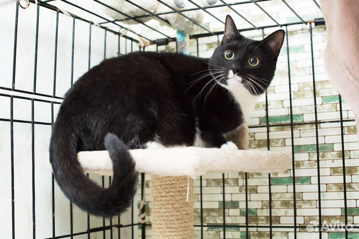 Три месяца в клетке приюта и все проходят мимо