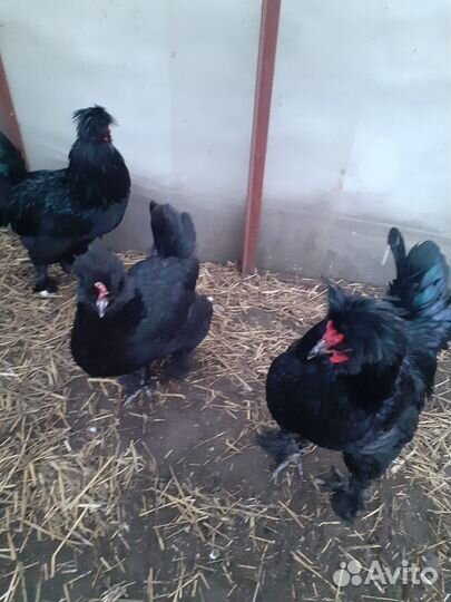 Сибирская махноножка инкубационное яйцо