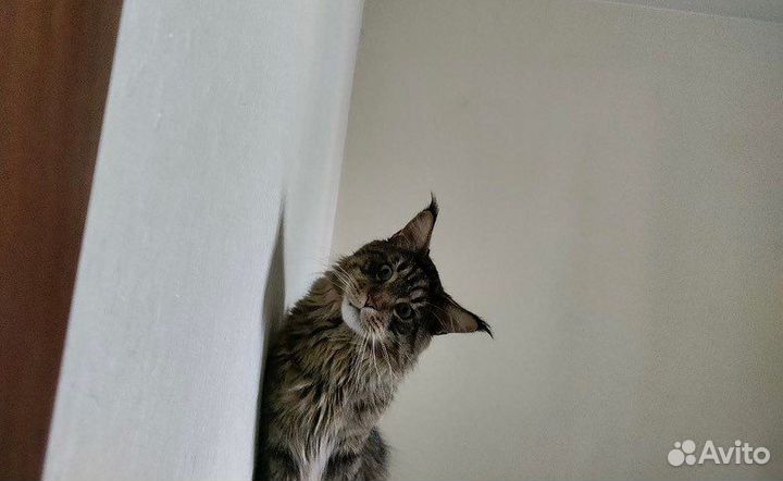 Кот мейн-кун вязка