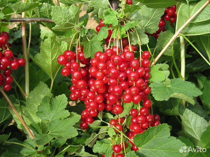 Саженцы красной смородины и крыжовника