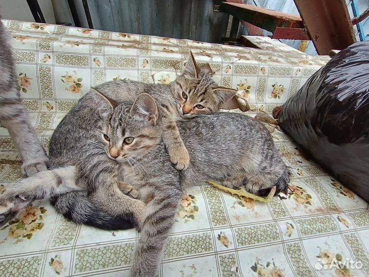 Кошки в добрые руки бесплатно