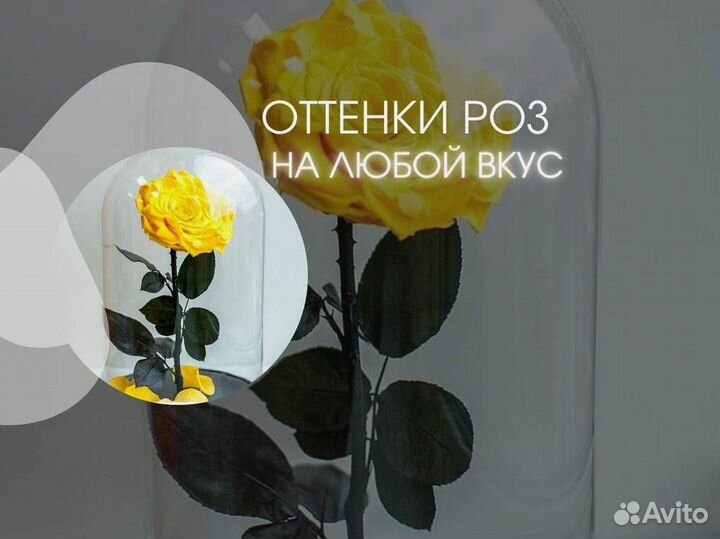 Роза в колбе. Живая